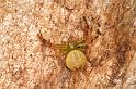 Diaea_pilula_D5539_D_90_Lake Broadwater_Australie